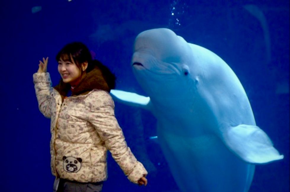 Captive beluga whales make epic journey from China to Iceland sanctuary