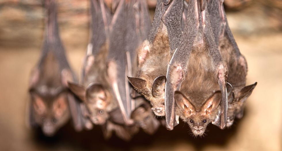 Bats help grow our crops, but climate change has them on the move