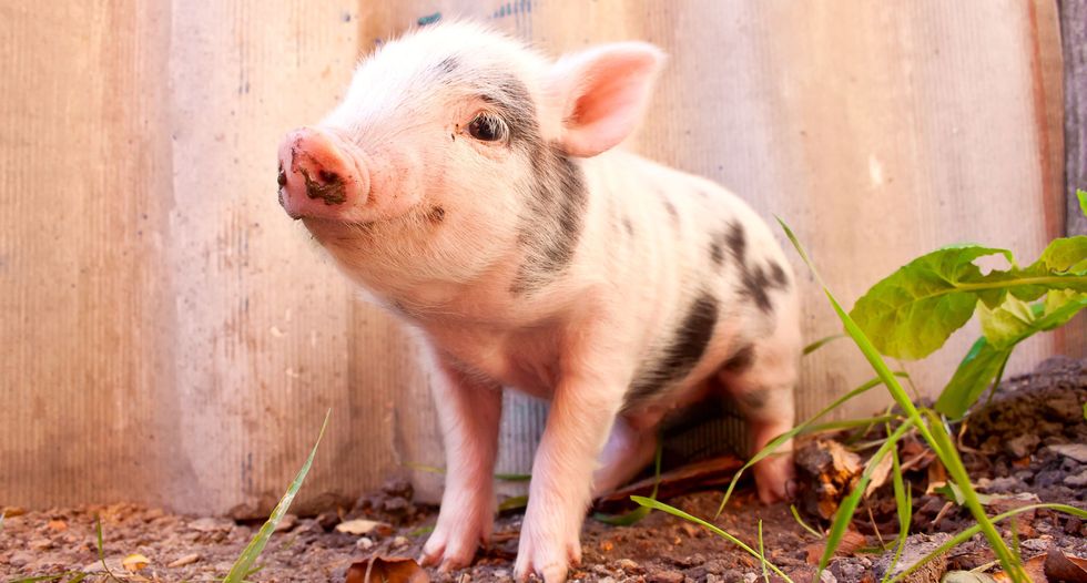 In major breakthrough, tiny Utah firm regenerates skin, hair in pigs