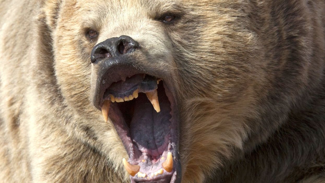 Hunters kill grizzly bear that reportedly charged them north of West Yellowstone