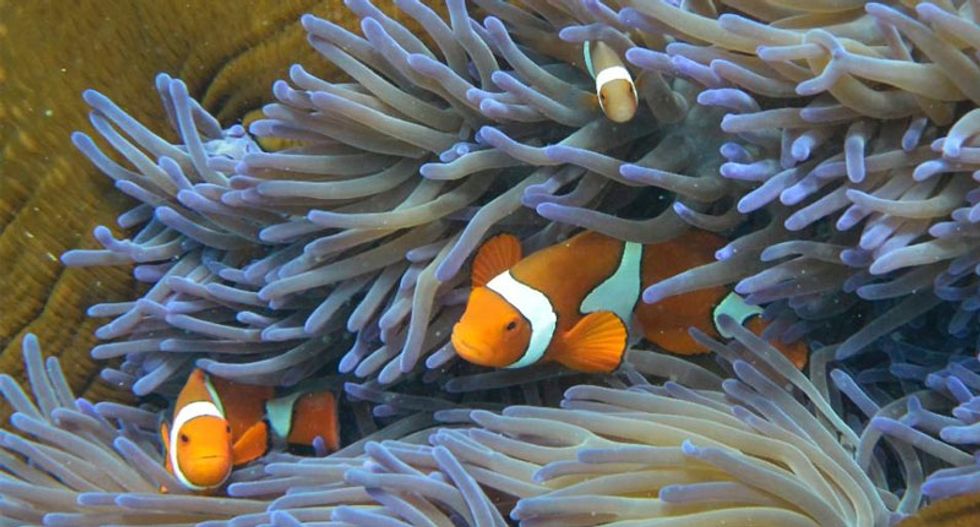 Ocean warming threatens coral reefs and soon could make it harder to restore them