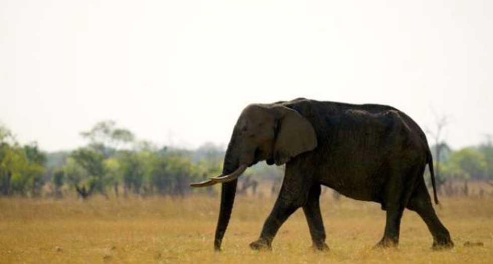 Online skin trade fuels Myanmar elephant slaughter: conservation group
