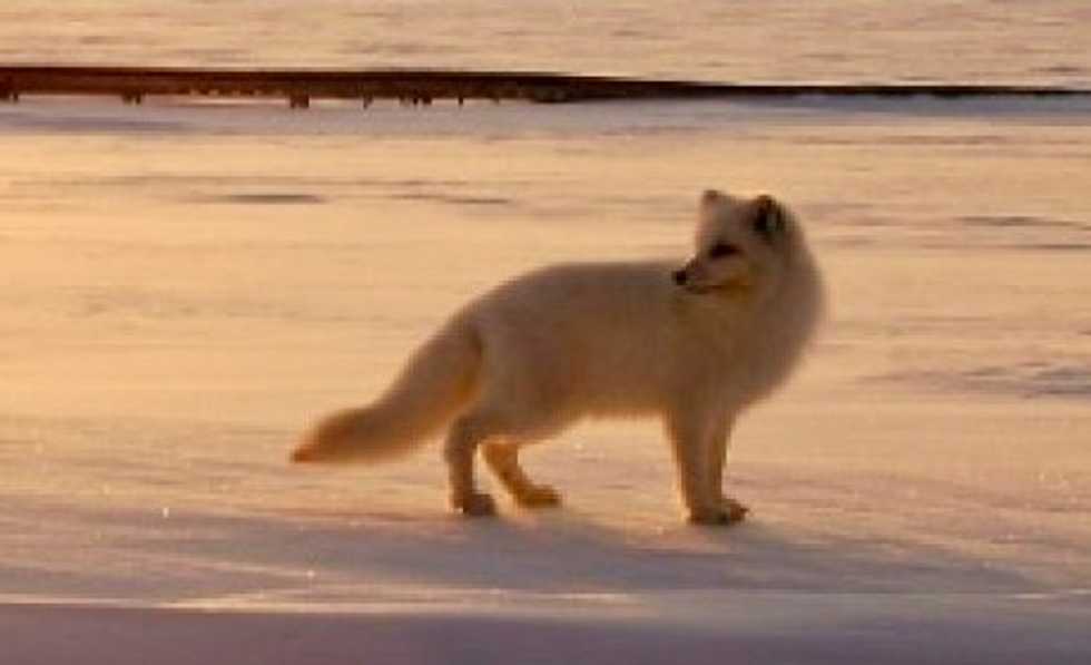 Equipped with a satellite tracker, fox crosses Arctic to reach Canada from Norway in record time