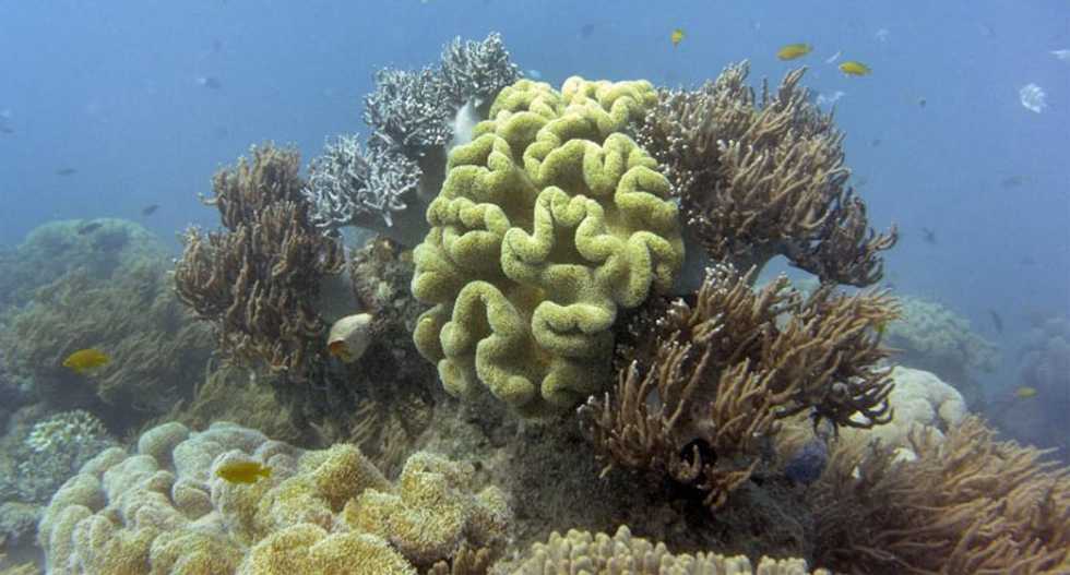 Food chain collapse predicted in world's oceans