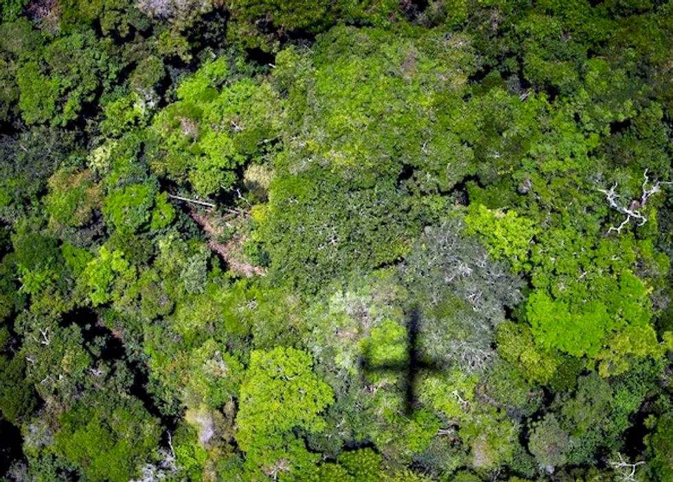 Reforestation could cut carbon levels by two-thirds, study says