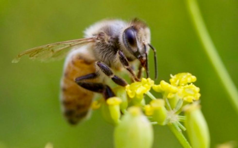 USDA indefinitely suspends honey bee tracking survey as states get approval to use bee-killing pesticide