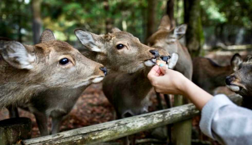 Nine deer dead in Japan after eating plastic: wildlife group