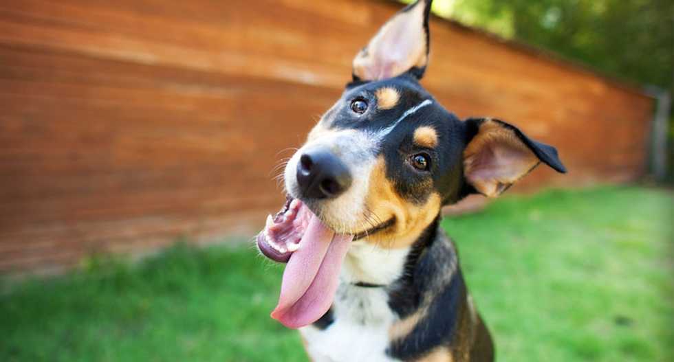 New DNA analysis says your pooch's ancestors were Central Asian wolves