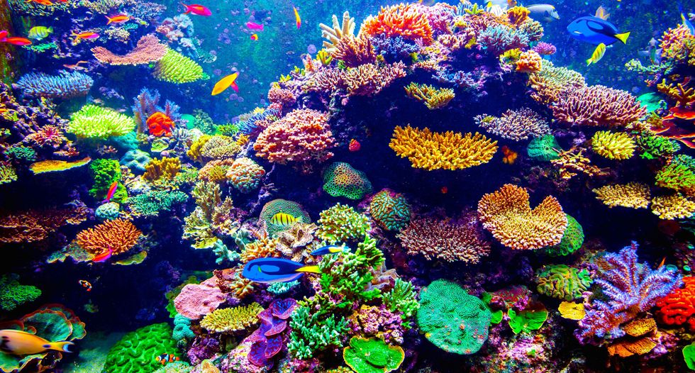 Coral 'bright spots' offer clues to protecting threatened reefs
