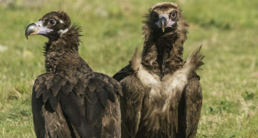 Genetic secret behind black vultures' extra-tough stomachs discovered by researchers