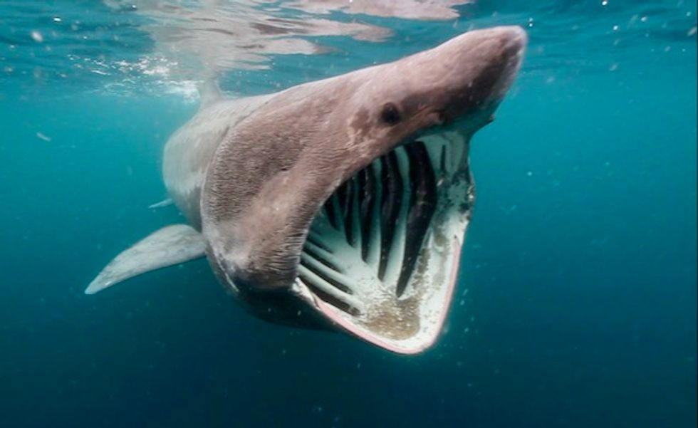 Sightings and satellites help track mysterious ocean giant