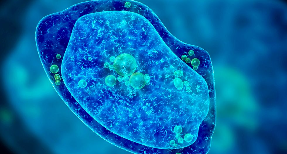 Researchers in Japan just created a tiny, amoeba-inspired robot