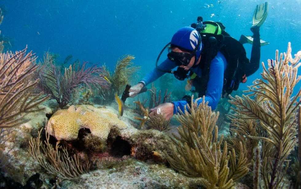 Sunscreen chemical imperils coral reefs around the globe