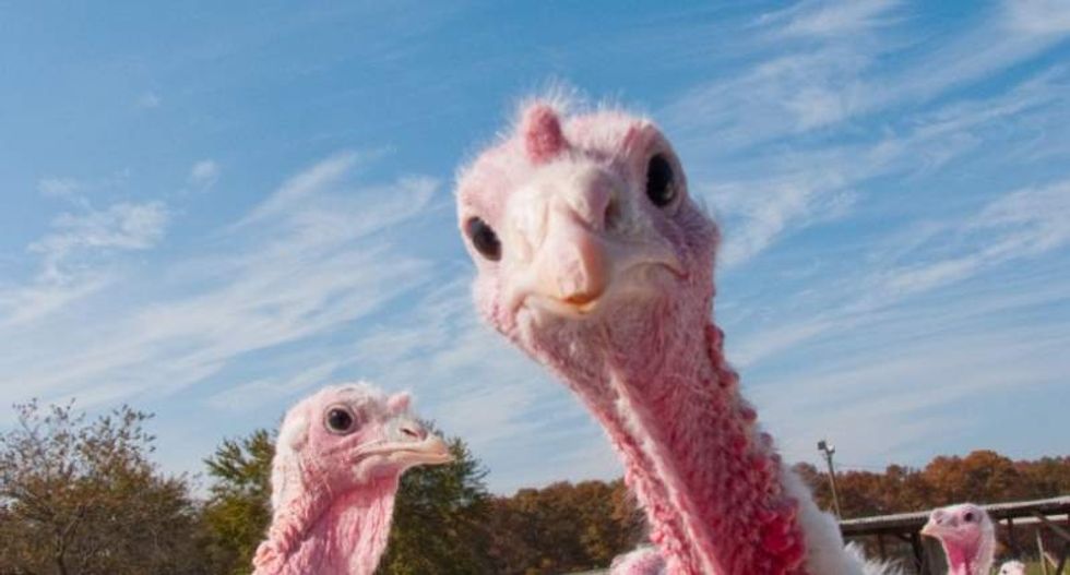 NYT reflects on Trump’s presidency — with hilarious analysis of why he liked turkey pardons