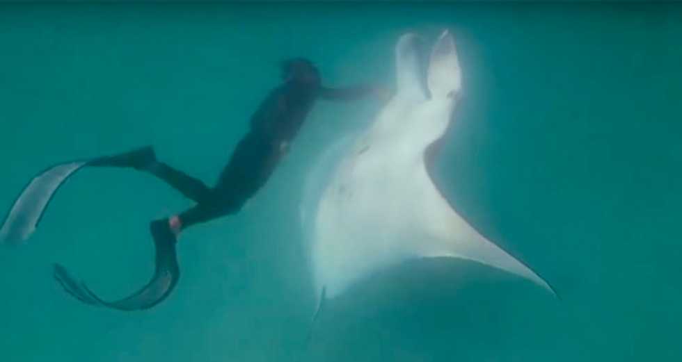 Off the hook: Manta ray asks divers for helping hand