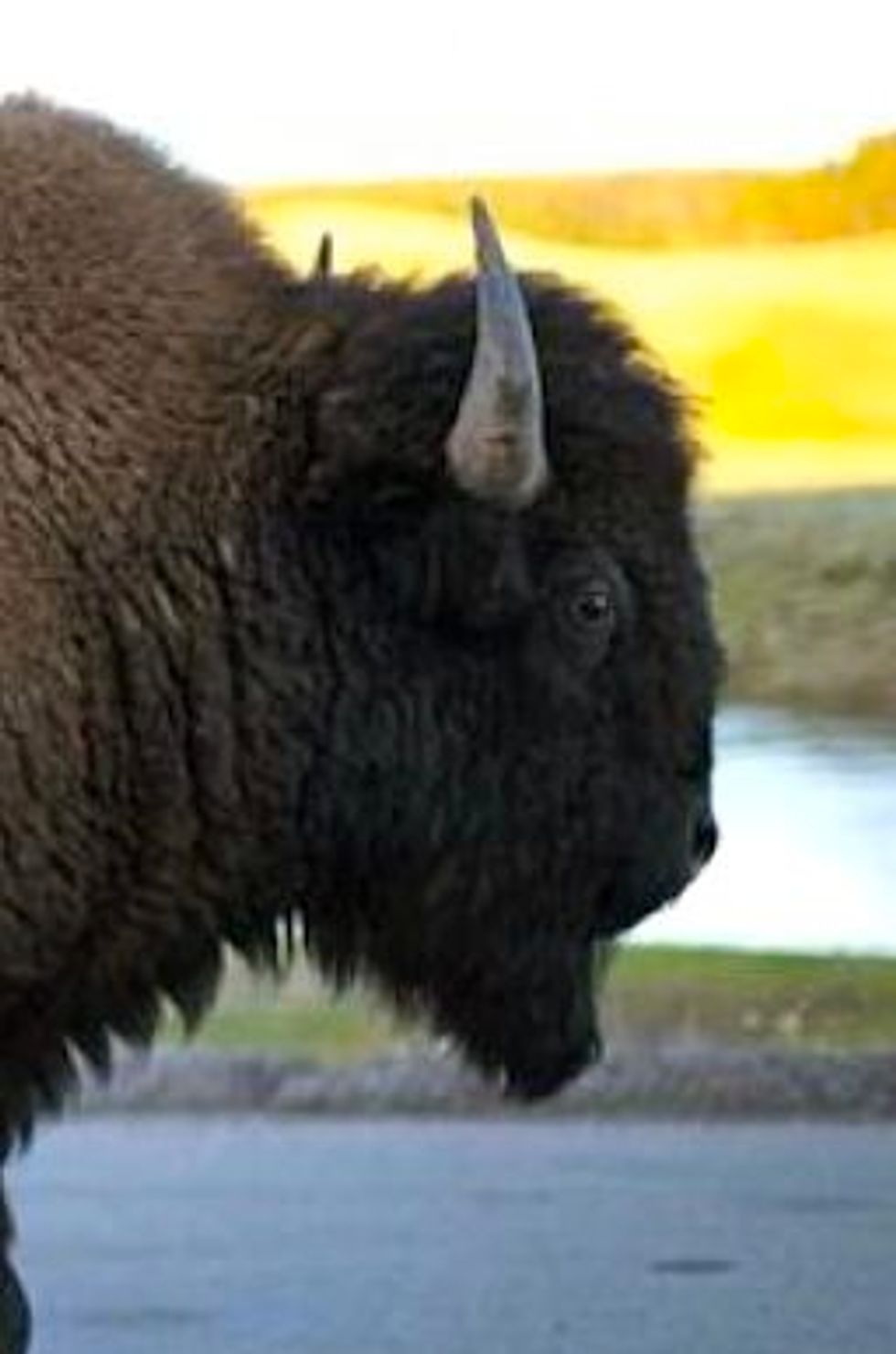 US backs protecting Yellowstone’s northern gateway from mining