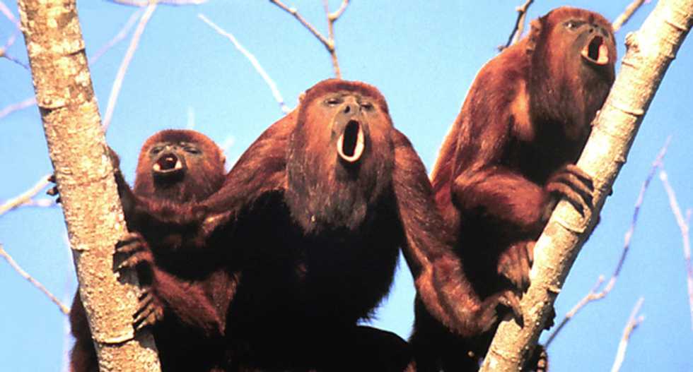 All mouth and no balls: Howler monkeys with smaller testicles have deeper voices