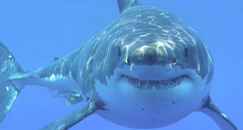 The real 'Jaws': Great white shark's genetic secrets revealed