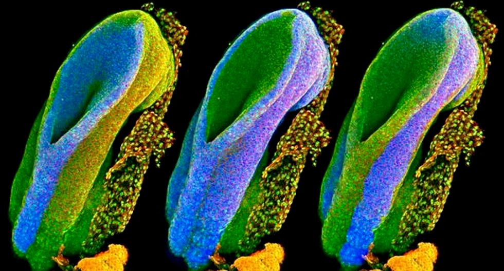 22 stunning images that turn science into art