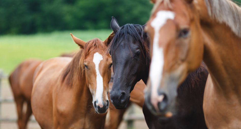 How the horse can help us answer one of evolution’s biggest questions