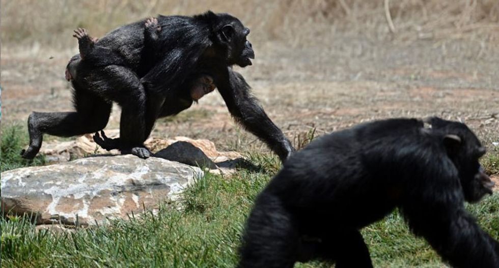 Japanese researchers discover chimps caring for disabled infant