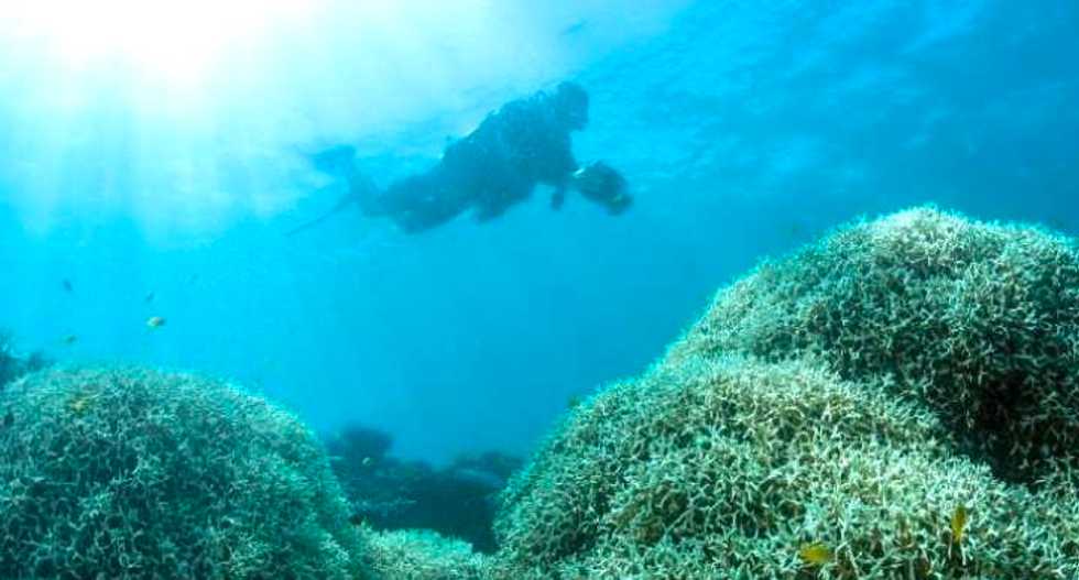 Australia sees second year of Barrier Reef bleaching