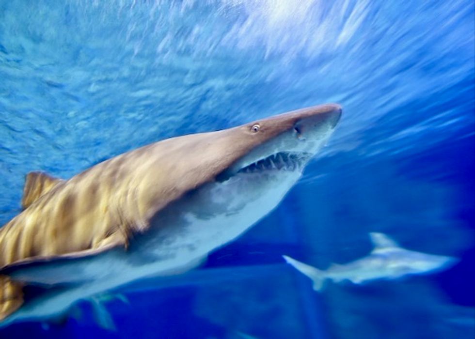 Mediterranean sharks risk 'disappearing': conservationists