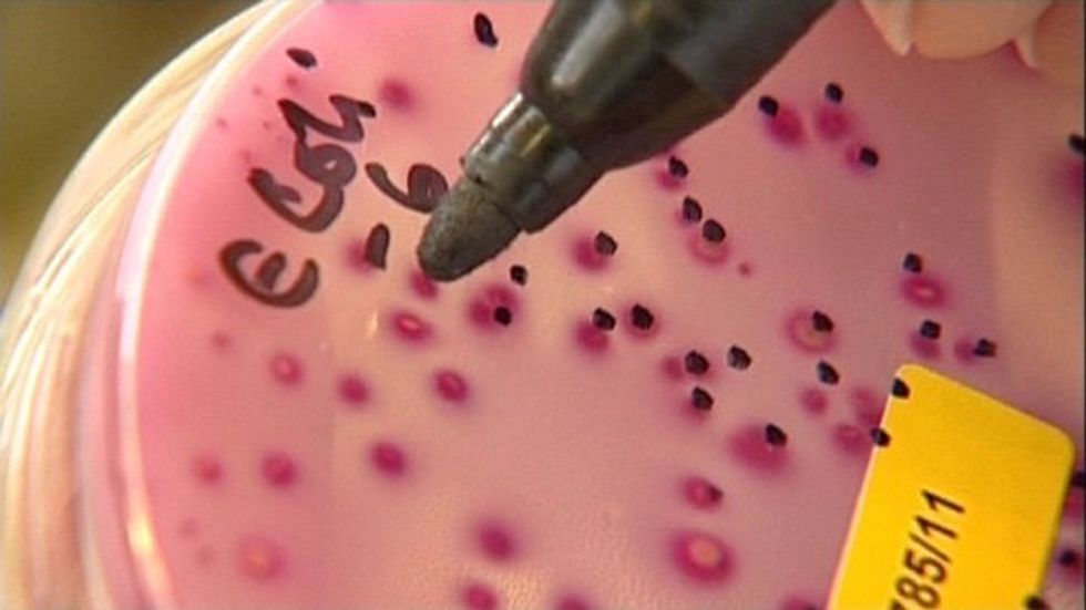 'Invincible' bacteria threatens global epidemic: study