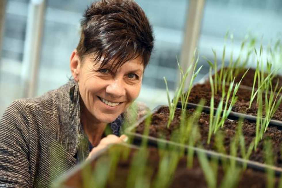 'Resurrection plants' offer hope as climate turns hostile