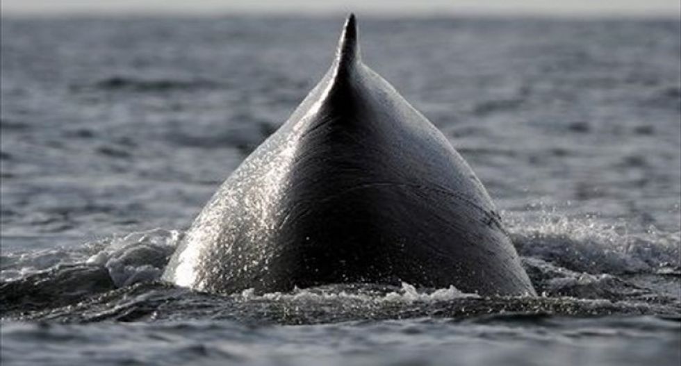Humpback whales are organizing in huge numbers, and no one knows why