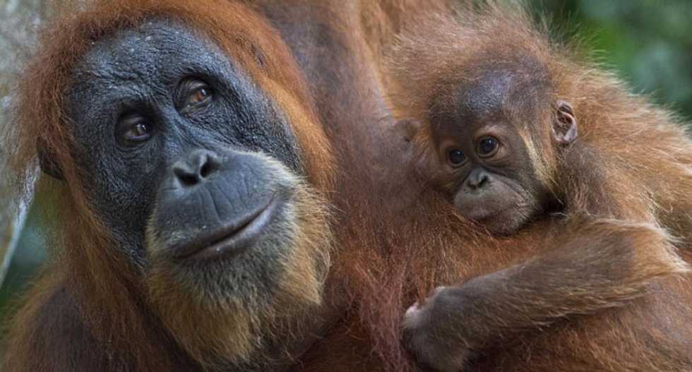 Over half of world's primates on brink of extinction: experts