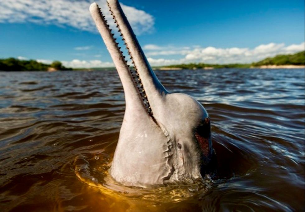 Amazon river dolphins in steep decline: study