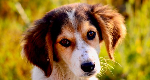 Here are 8 things you should never feed to dogs and cats