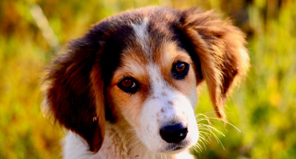 Brooklyn anti-vaxxers are refusing to vaccinate their dogs over autism fears