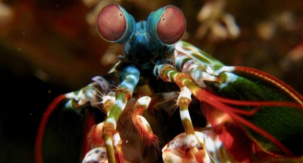10 weird little aliens you can find right here on Earth
