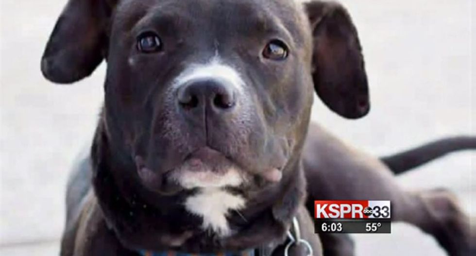 Missouri police chief resigns after caging family's lost puppy at a gun range and shooting it