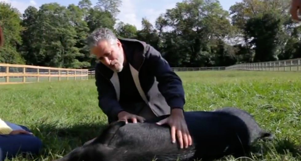 Jon and Tracey Stewart start animal sanctuary to rescue abused factory farm animals