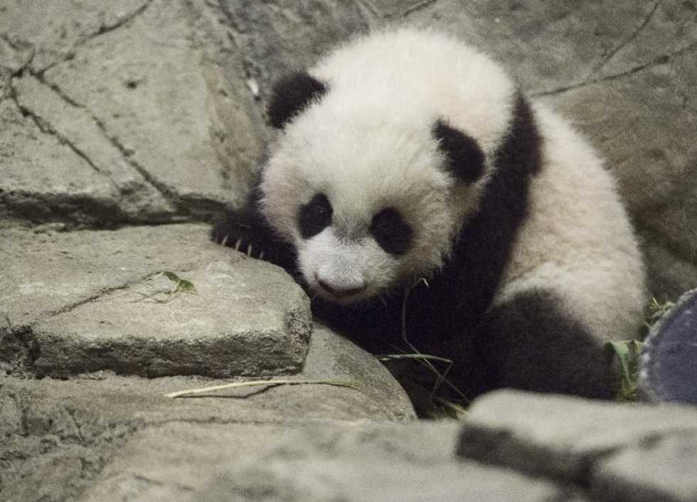 'Pandamania' as bouncing Bei Bei makes media debut at DC zoo