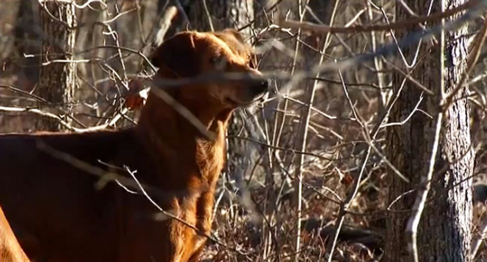 Arkansas authorities search for depraved killers who gunned down 57 dogs in remote wooded area
