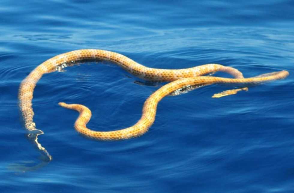 Two missing sea snake species found off Australia coast