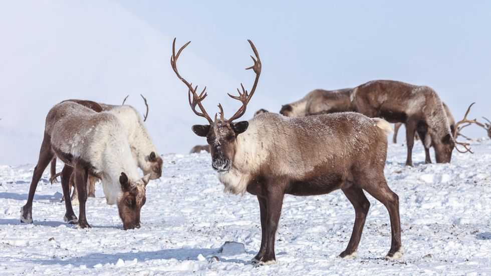 We've been lied to! Santa's 'eight tiny reindeer' are more likely caribou, researcher says