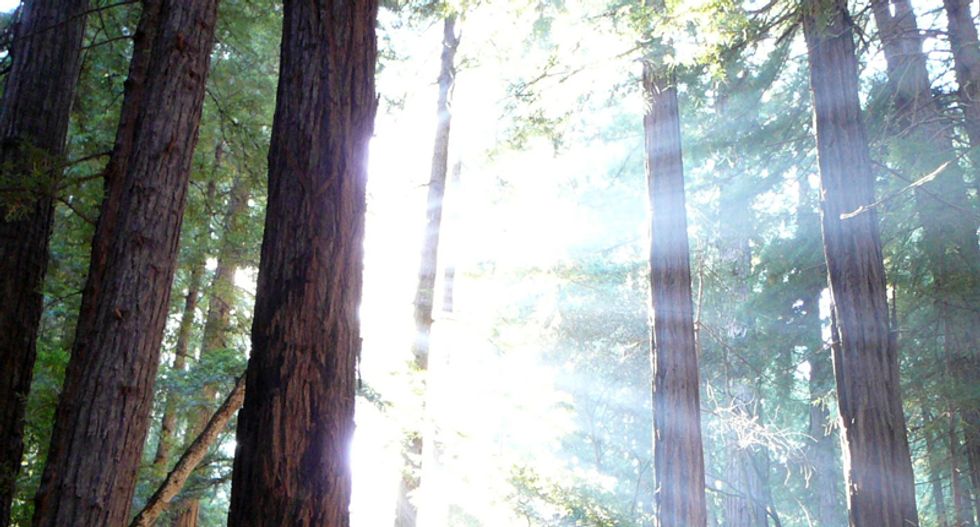 58 million California trees threatened by drought
