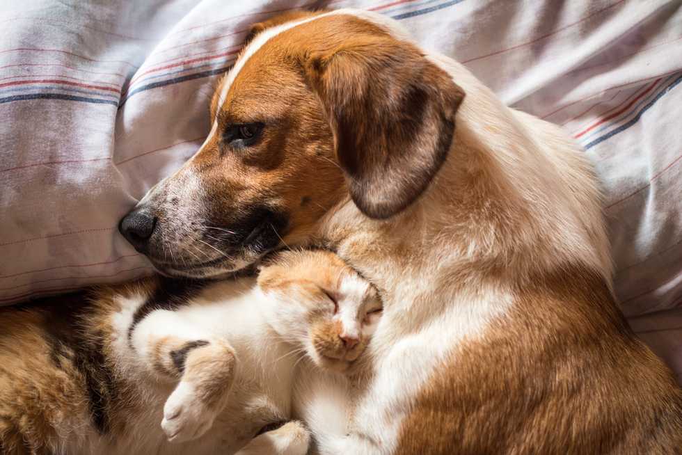 Here are 6 things you should do to keep your dog or cat safe this Thanksgiving