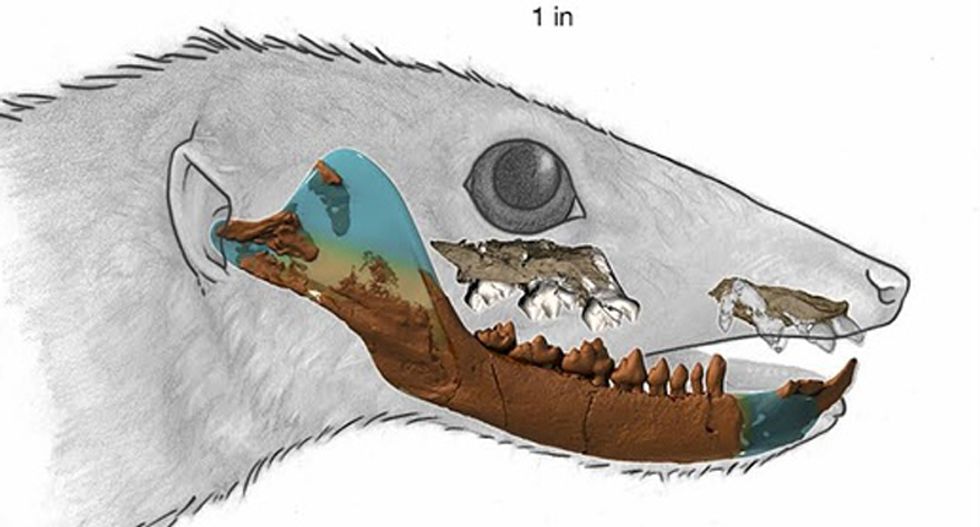 Mammals may be 30 million years older than previously thought