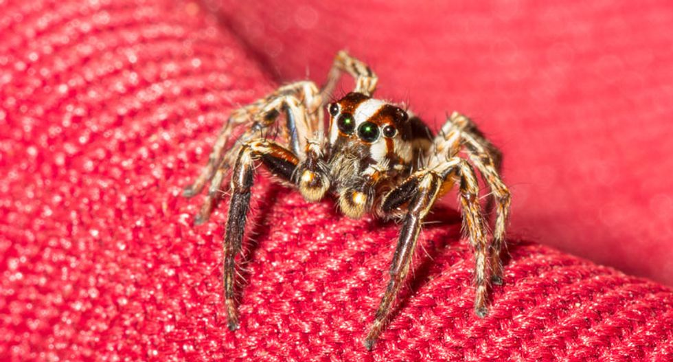Hundreds of types of spiders, lice and more crawling through US homes: study