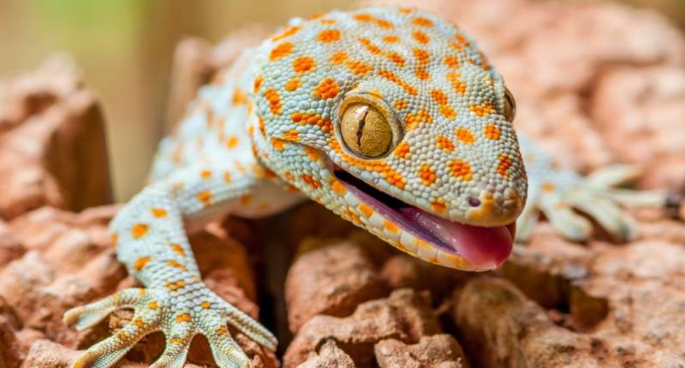 Researchers alter wildlife papers after poachers use location data to target new species