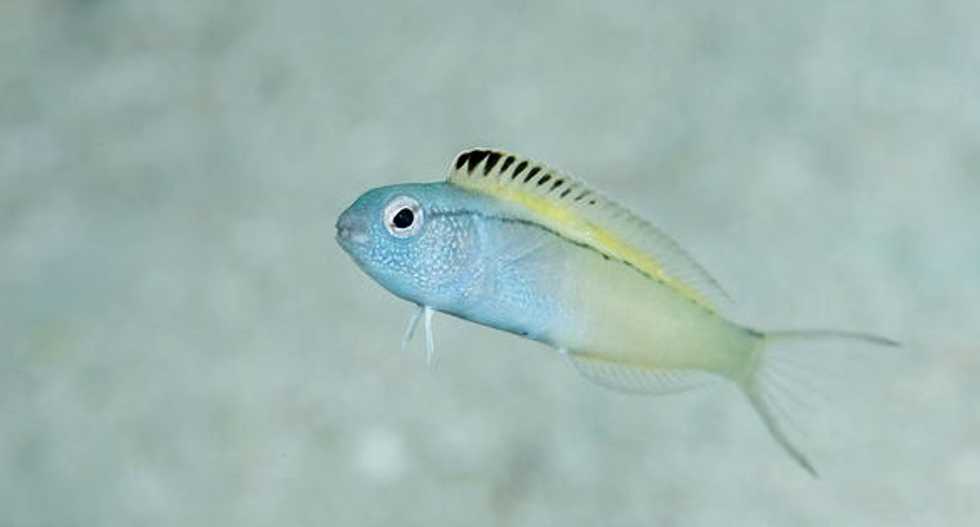 This fish basically gives its enemies heroin