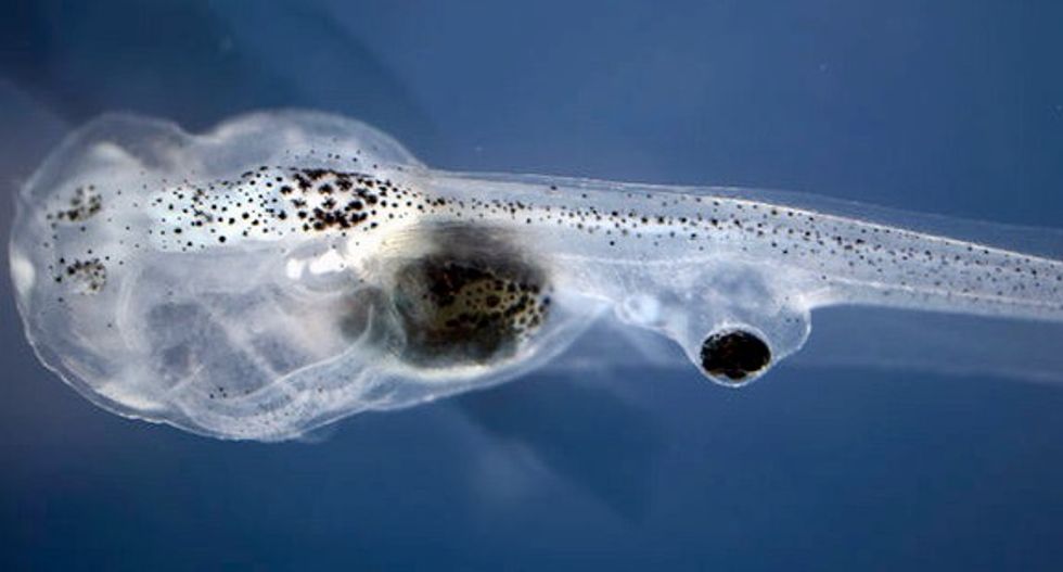 Blind tadpoles learn to see using eyeballs attached to their butts