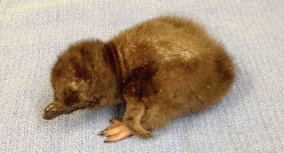 Bowie the penguin, named after late rock star, is Ohio zoo's newest resident