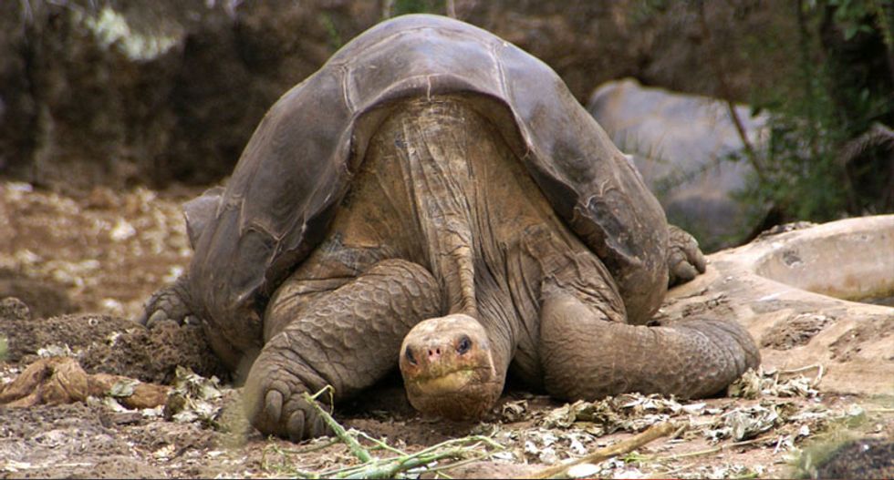 How we rediscovered 'extinct' giant tortoises in the Galápagos Islands – and how to save them